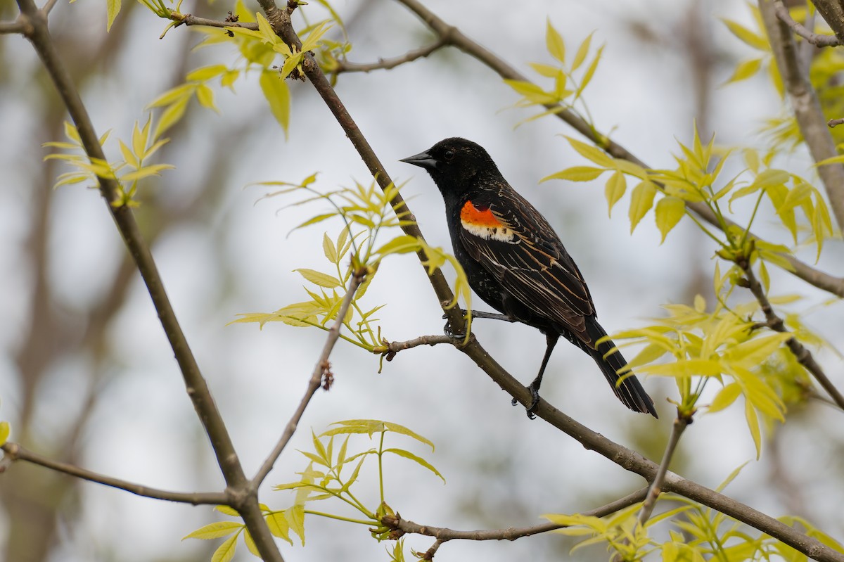 Red-winged Blackbird - ML618903464