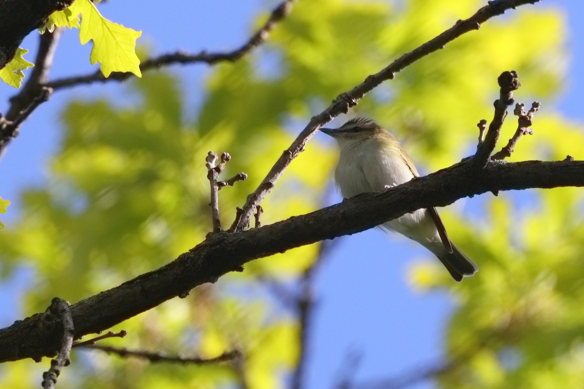 Red-eyed Vireo - Shawn Miller
