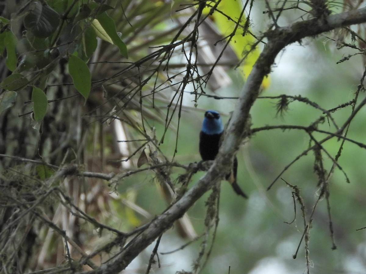 Blue-necked Tanager - ML618903501