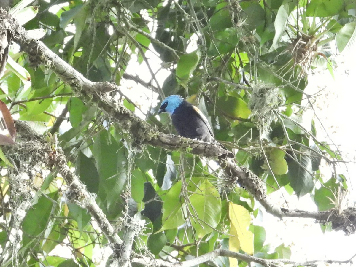 Blue-necked Tanager - ML618903502