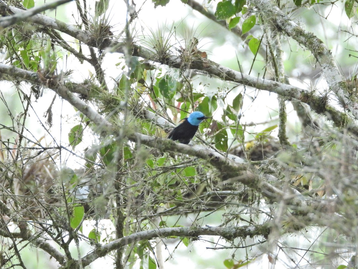 Blue-necked Tanager - ML618903503