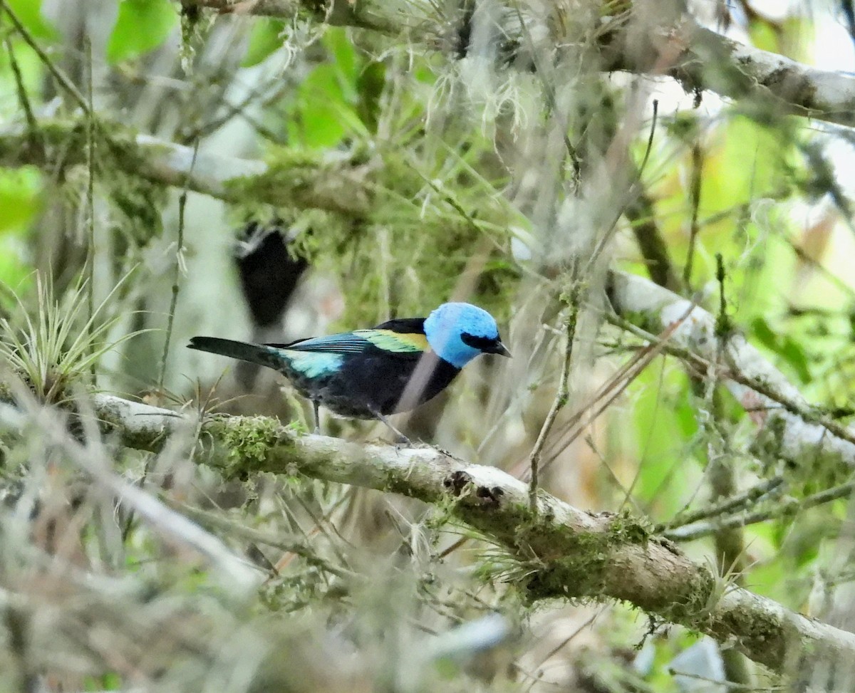 Blue-necked Tanager - ML618903504