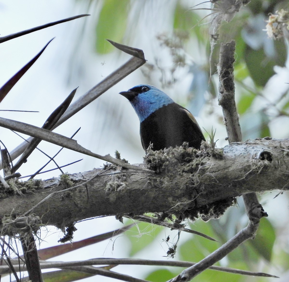 Blue-necked Tanager - ML618903505