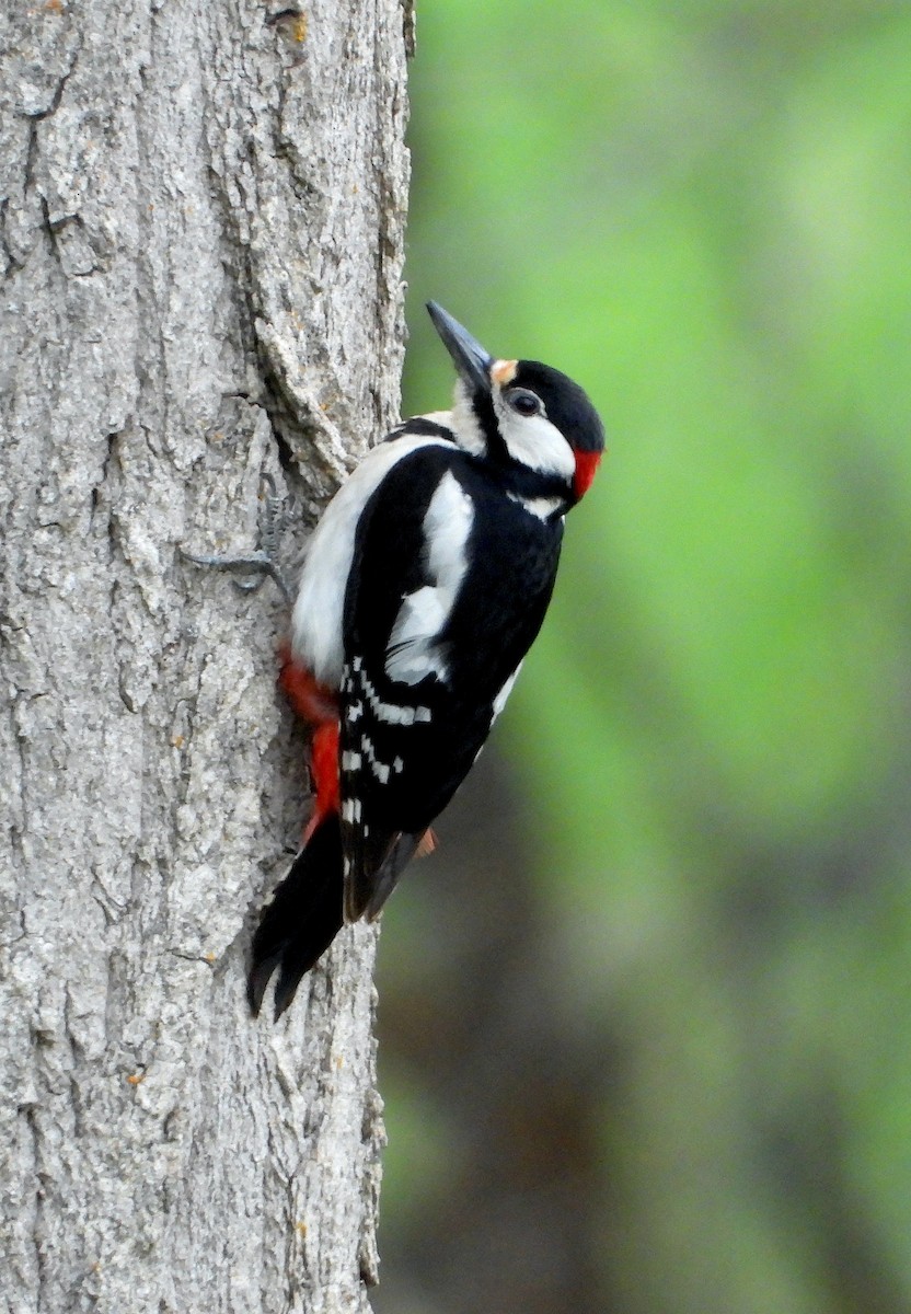 Great Spotted Woodpecker - ML618903507