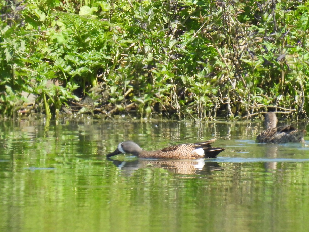 Blue-winged Teal - ML618903510