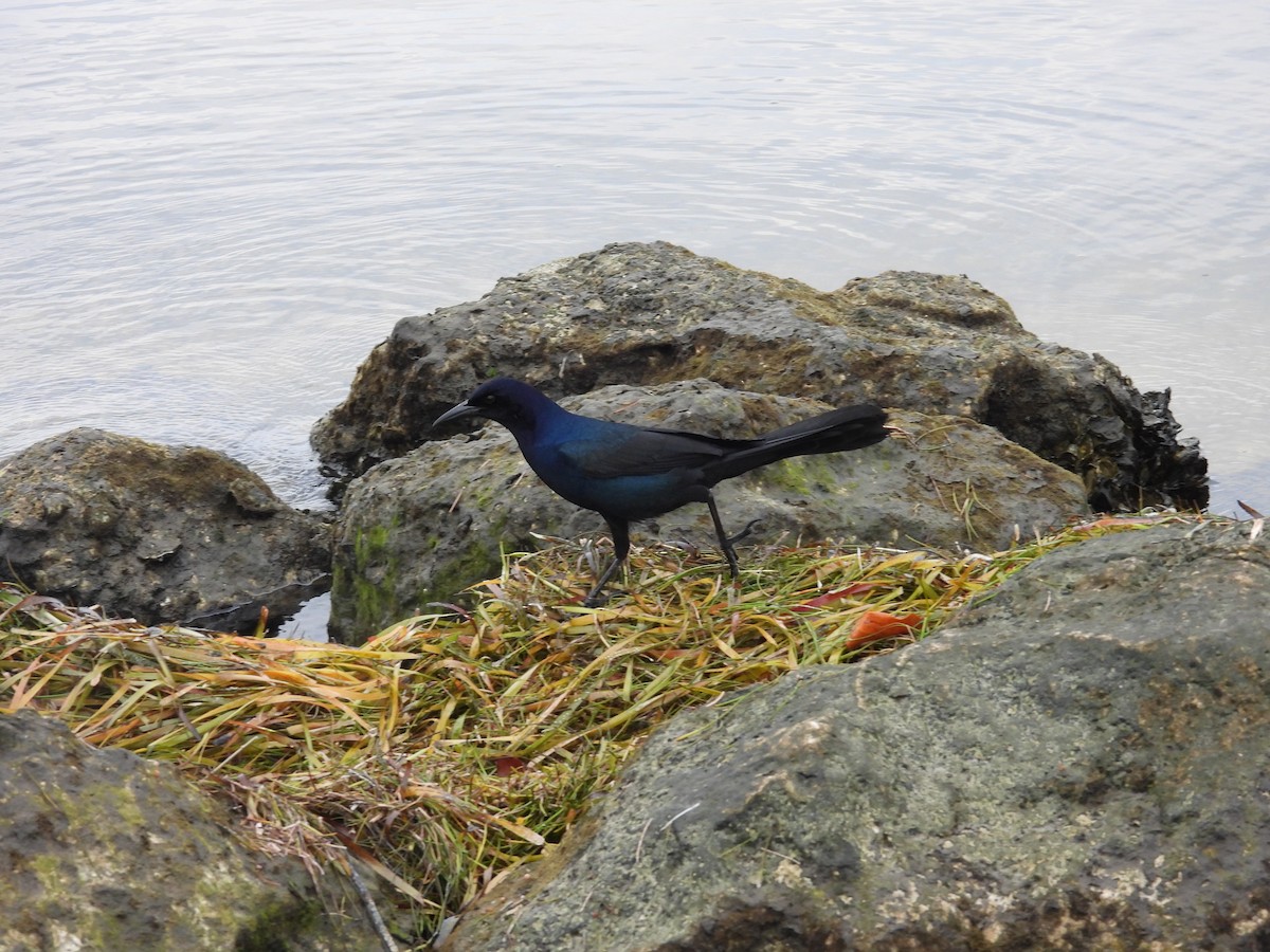 Boat-tailed Grackle - ML618903529