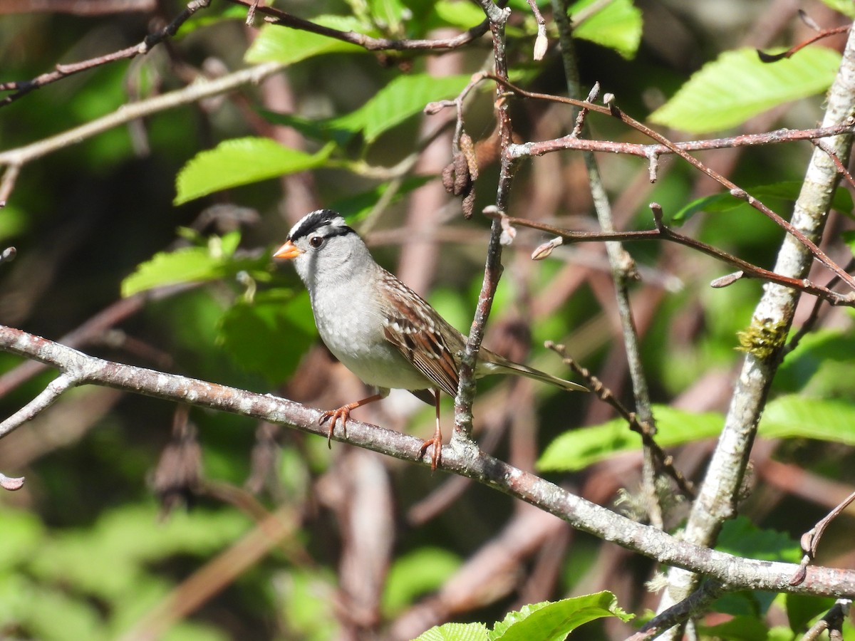 White-crowned Sparrow - ML618903579