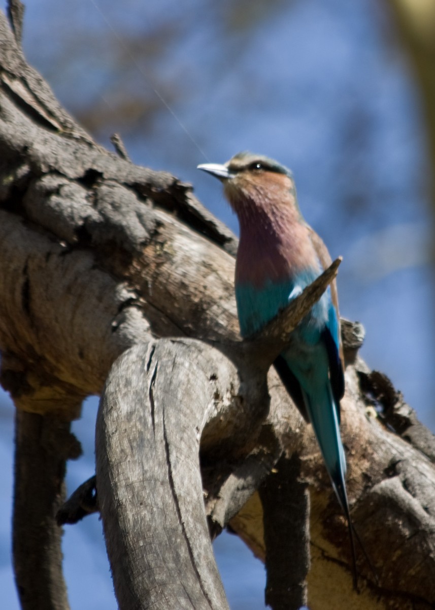 Lilac-breasted Roller - ML618903584