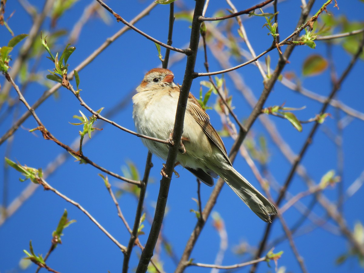 Field Sparrow - ML618903598