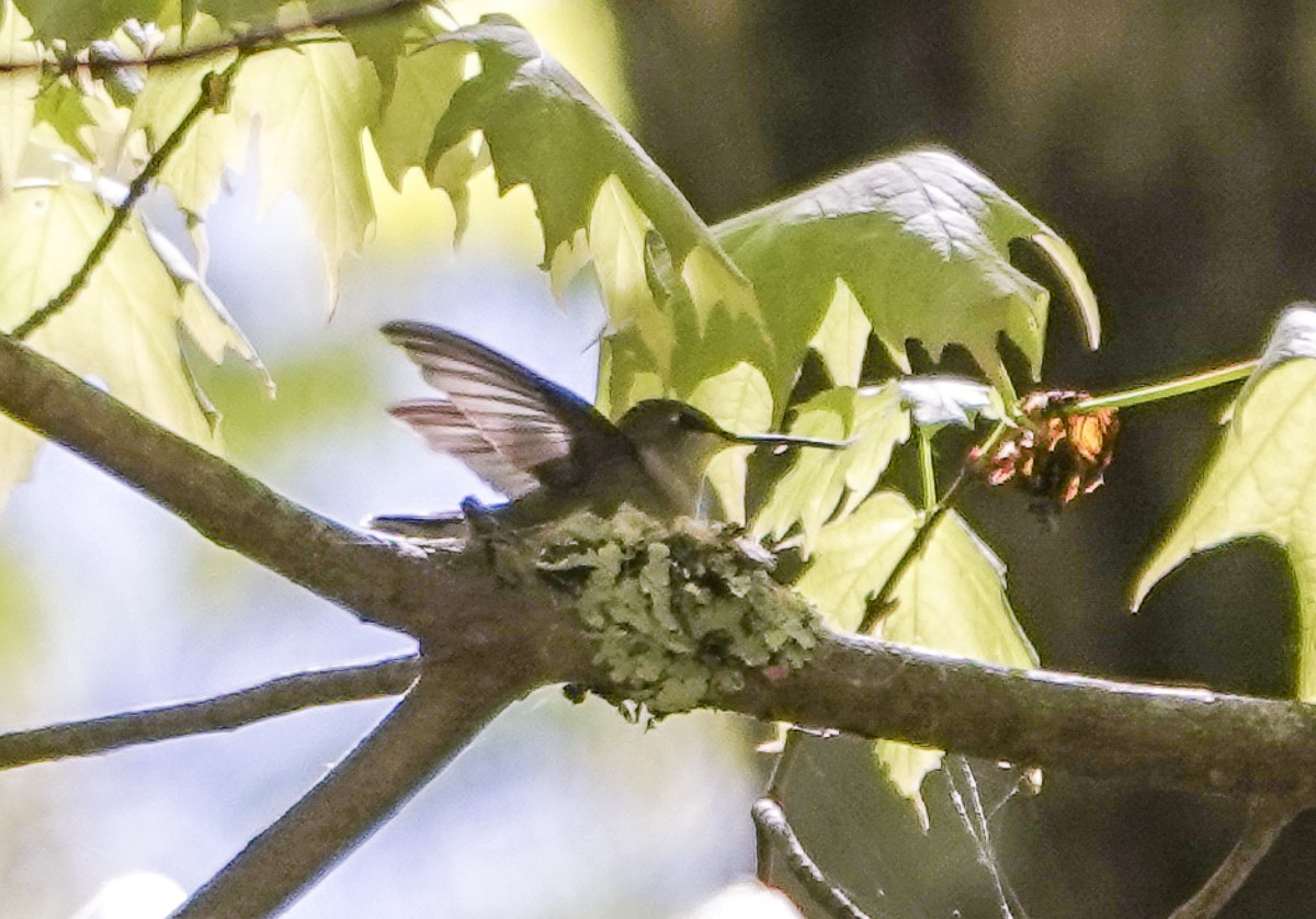 Ruby-throated Hummingbird - Carena Pooth