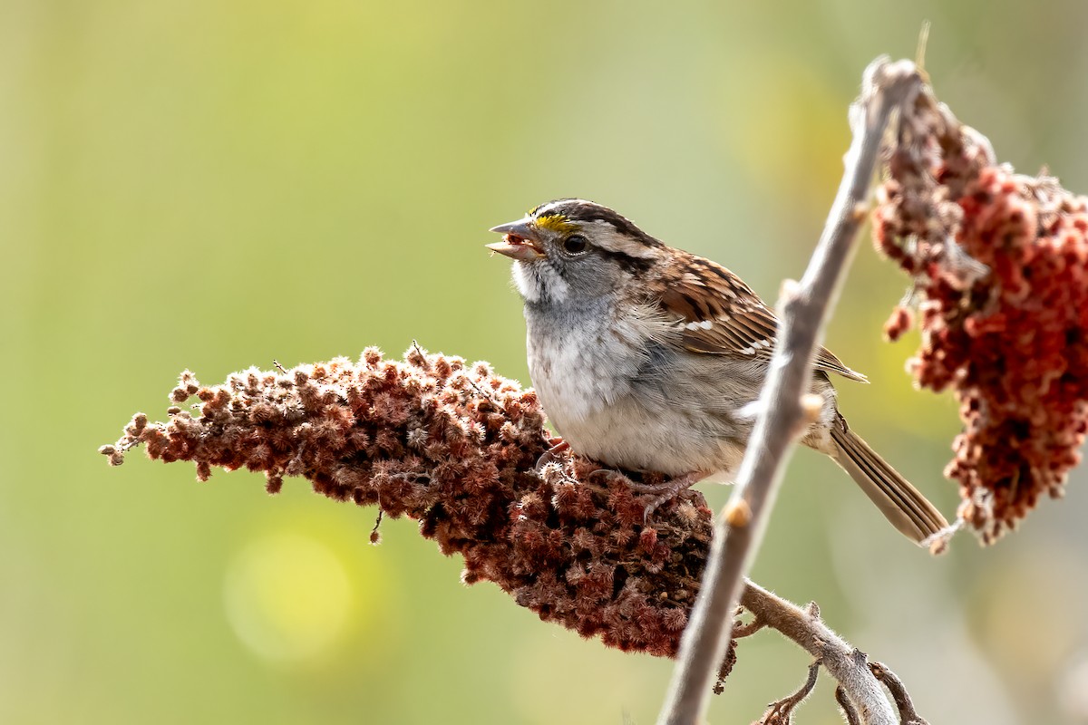 White-throated Sparrow - Michèle Beaulieu