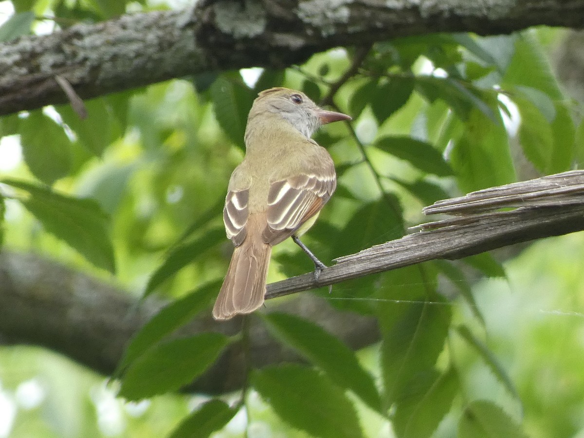 Great Crested Flycatcher - ML618903680