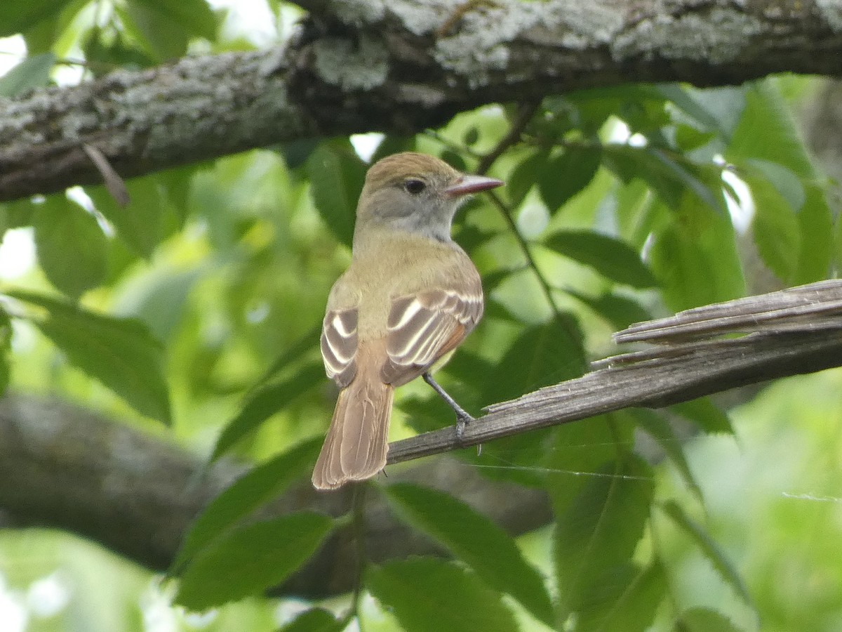 Great Crested Flycatcher - ML618903681
