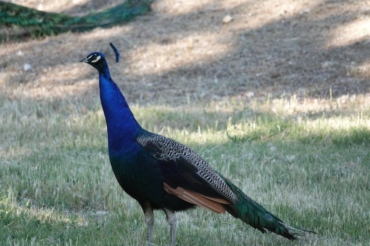 Indian Peafowl (Domestic type) - ML618903697