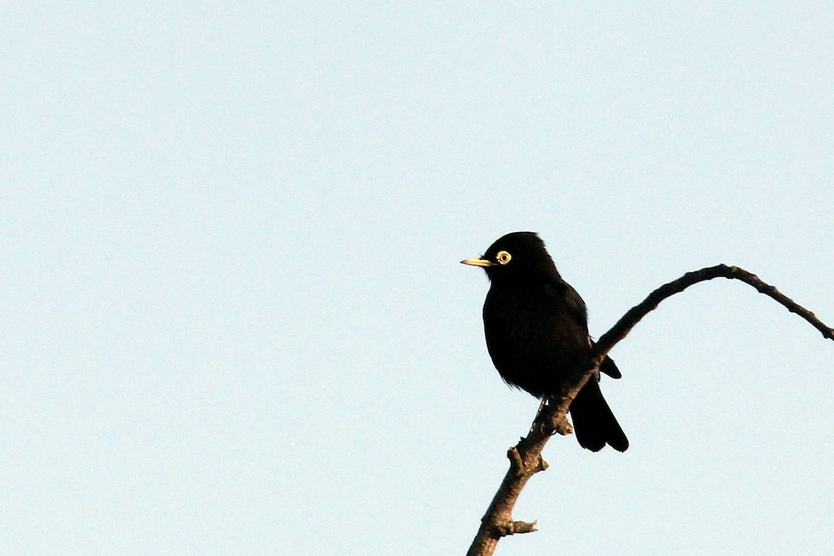 Spectacled Tyrant - ML618903716