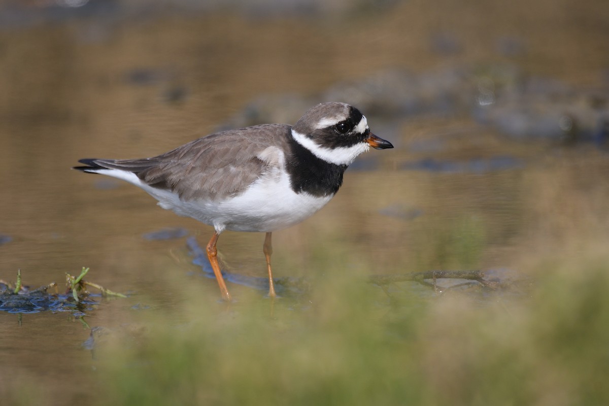 Common Ringed Plover - ML618903741