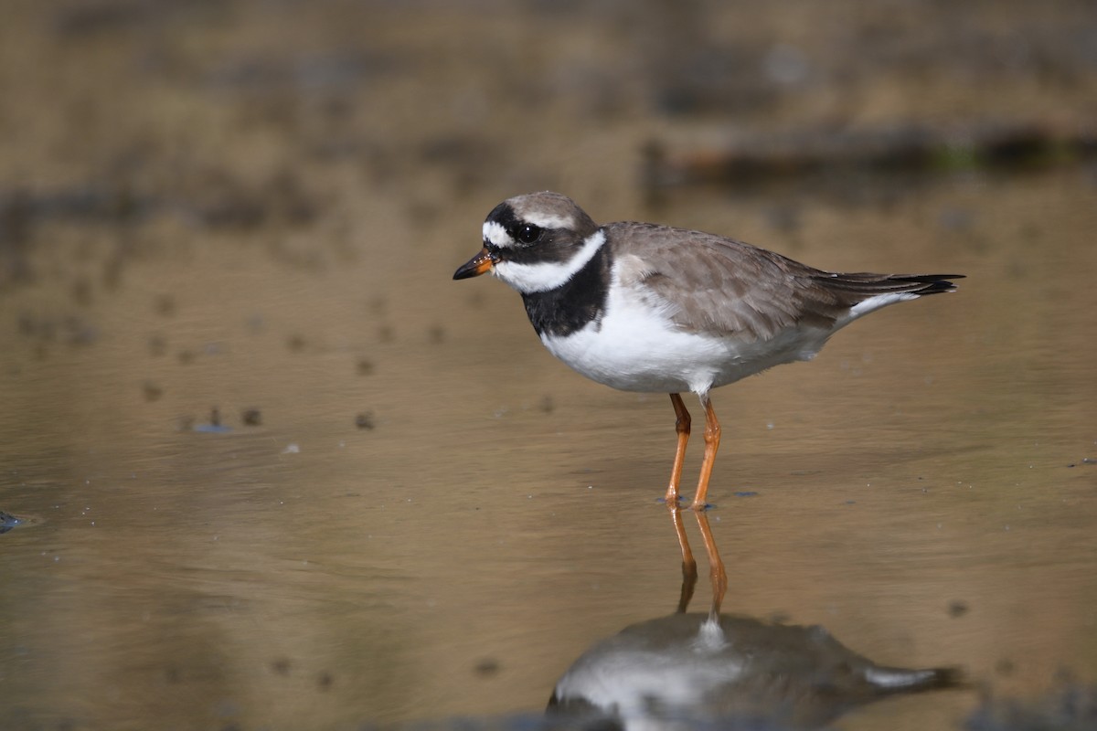 Common Ringed Plover - ML618903743