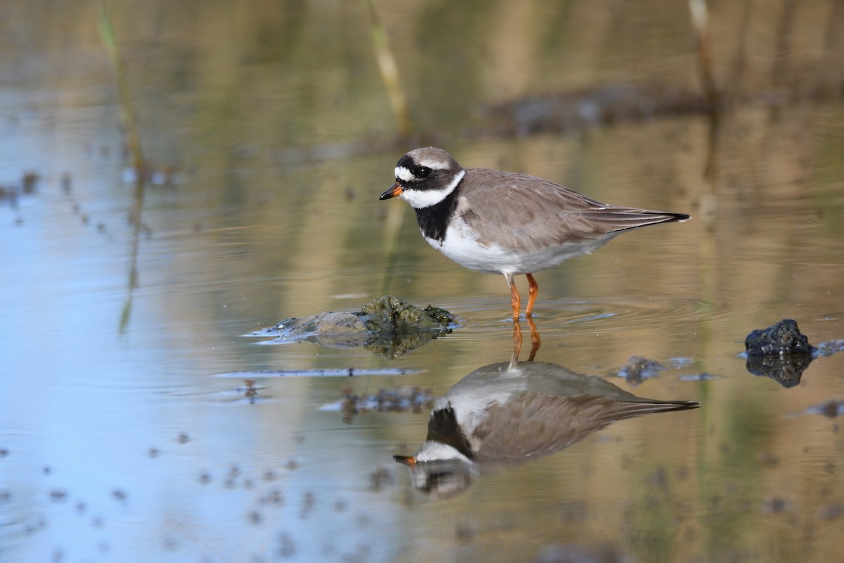 Common Ringed Plover - ML618903744