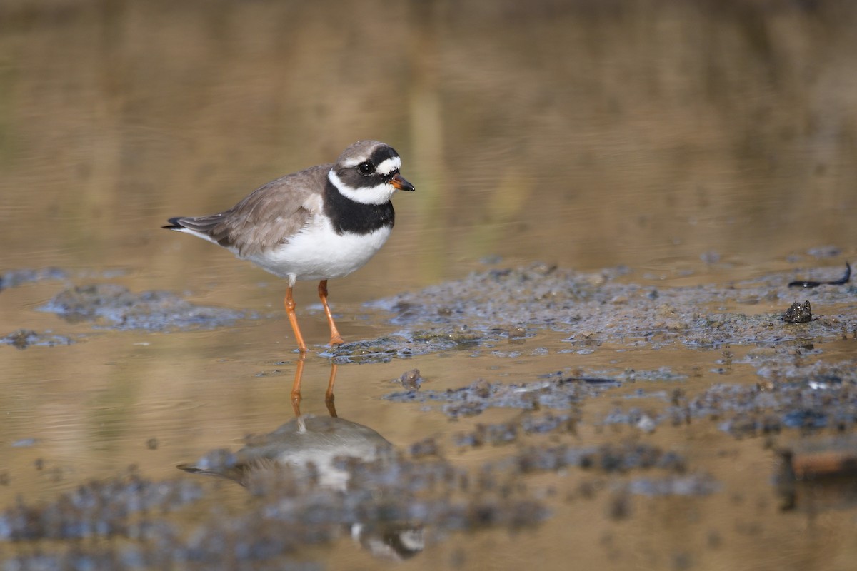 Common Ringed Plover - ML618903747