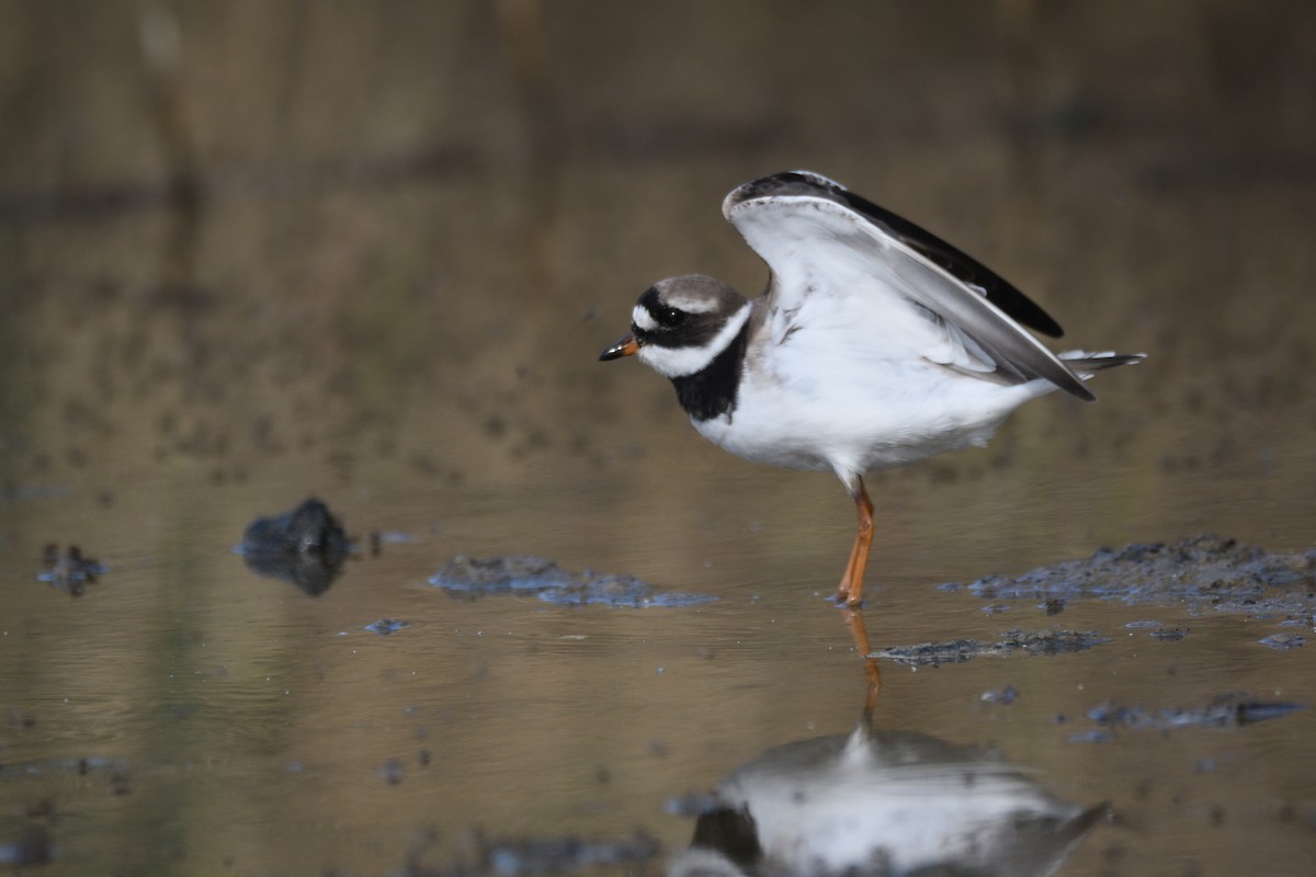 Common Ringed Plover - ML618903748