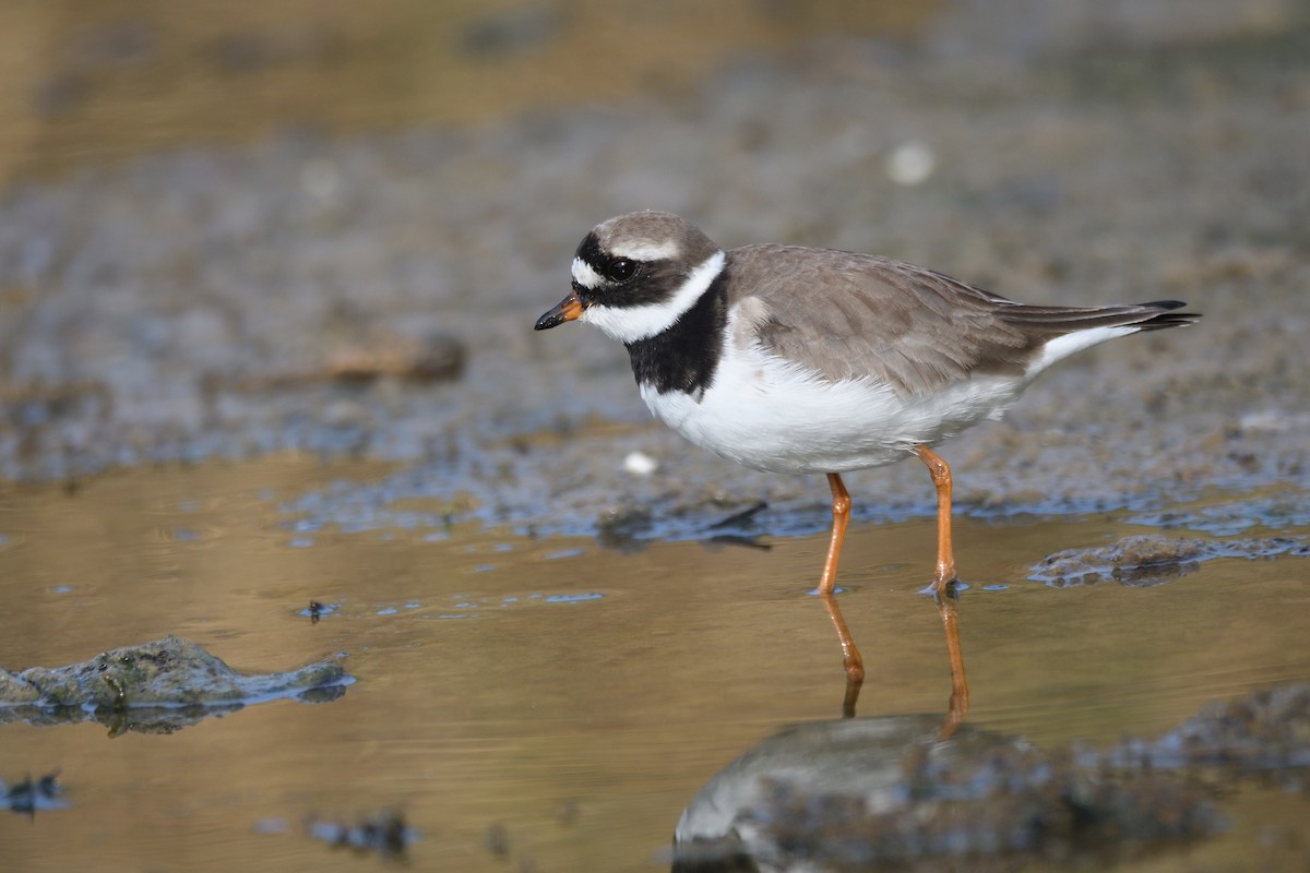 Common Ringed Plover - ML618903749