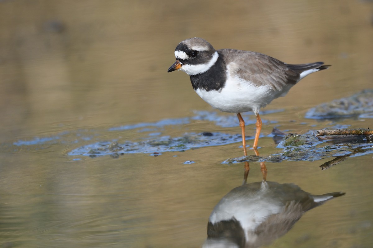 Common Ringed Plover - ML618903750
