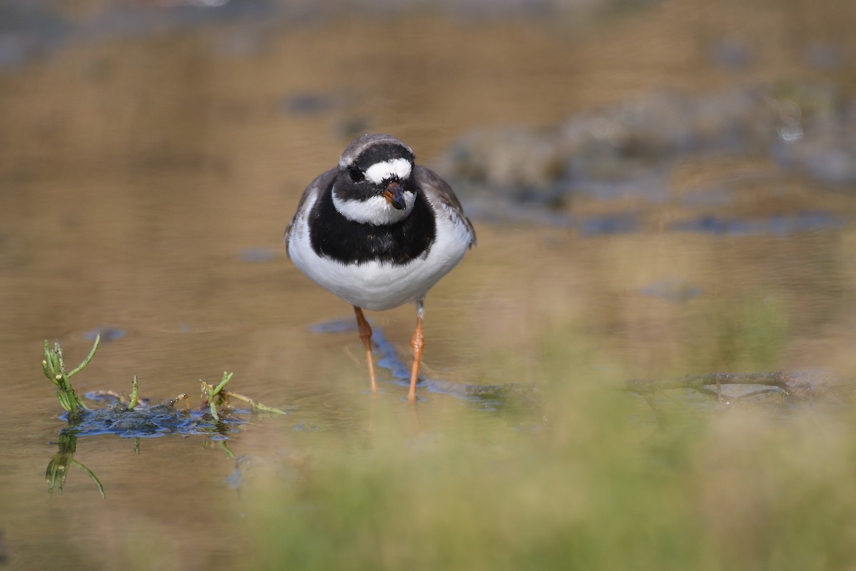 Common Ringed Plover - ML618903751