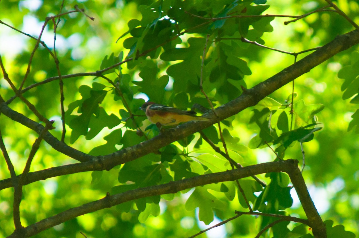 Bay-breasted Warbler - ML618903766