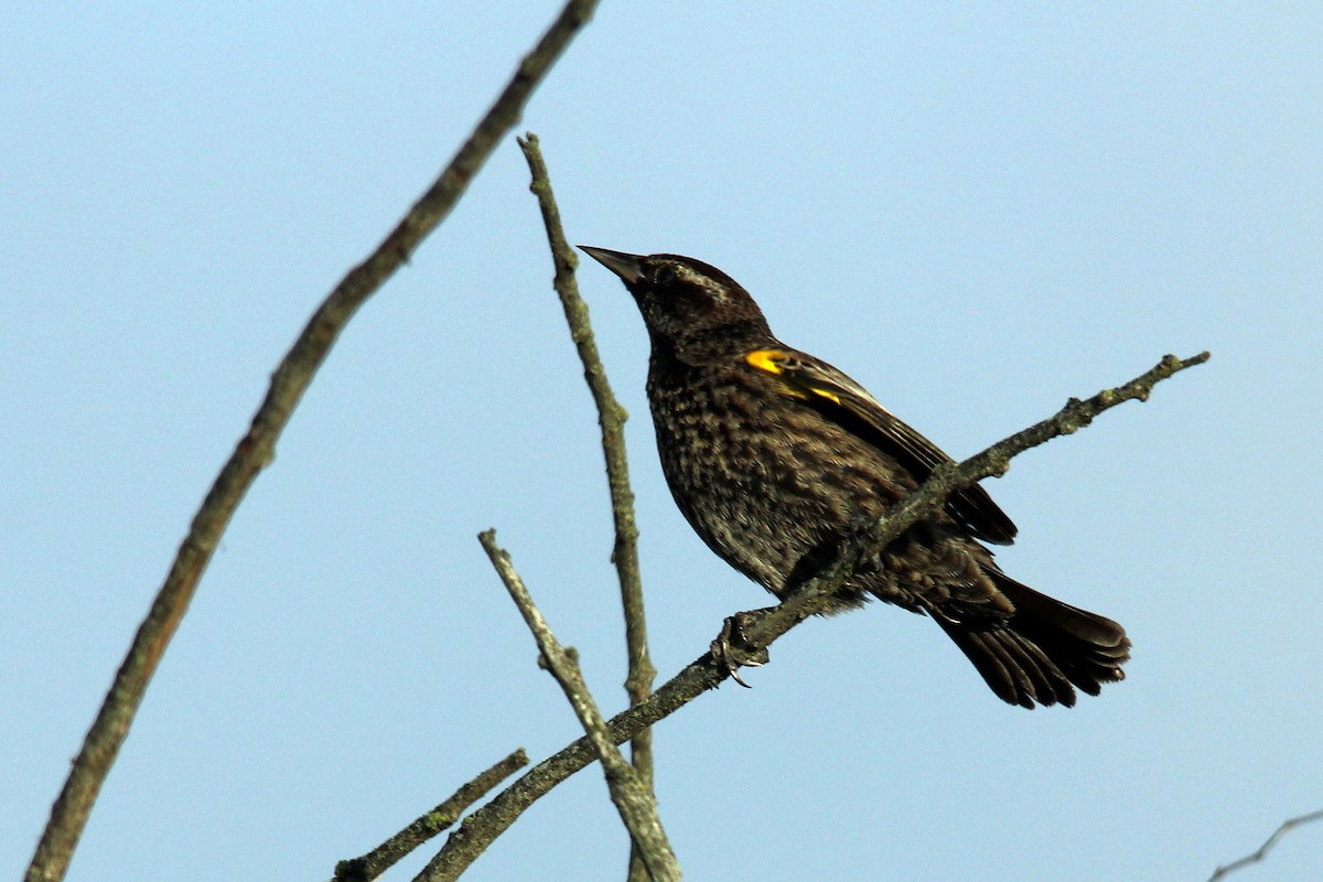Yellow-winged Blackbird - ML618903786