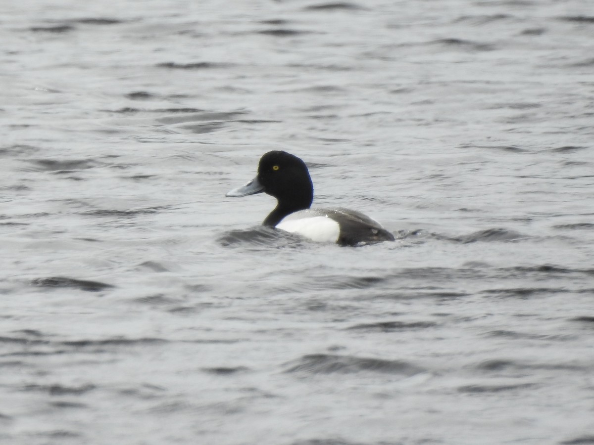Greater Scaup - ML618903796