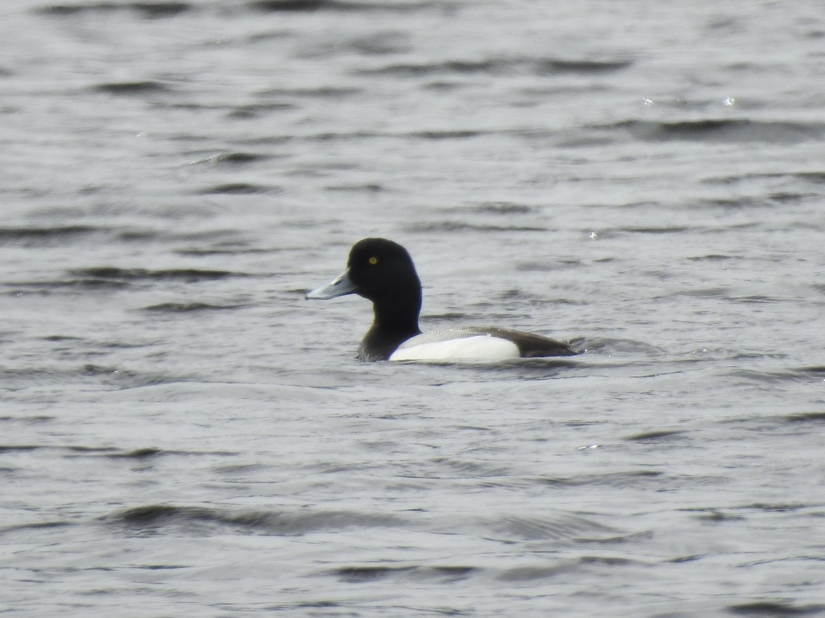 Greater Scaup - ML618903801