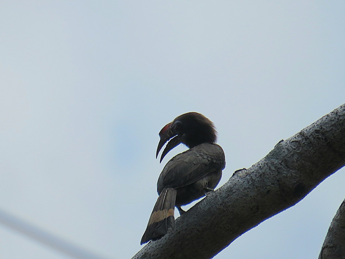 Luzon Hornbill - Breyden Beeke