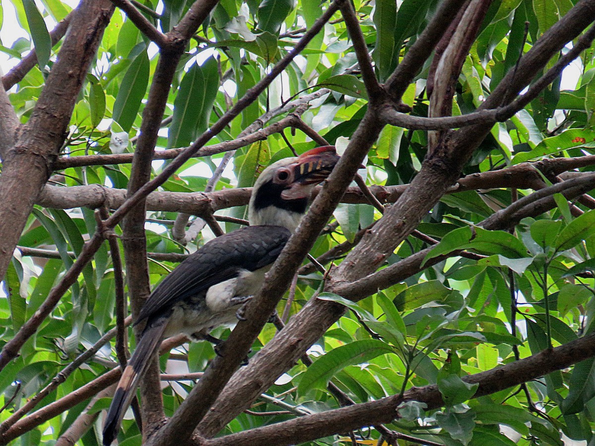 Luzon Hornbill - Breyden Beeke