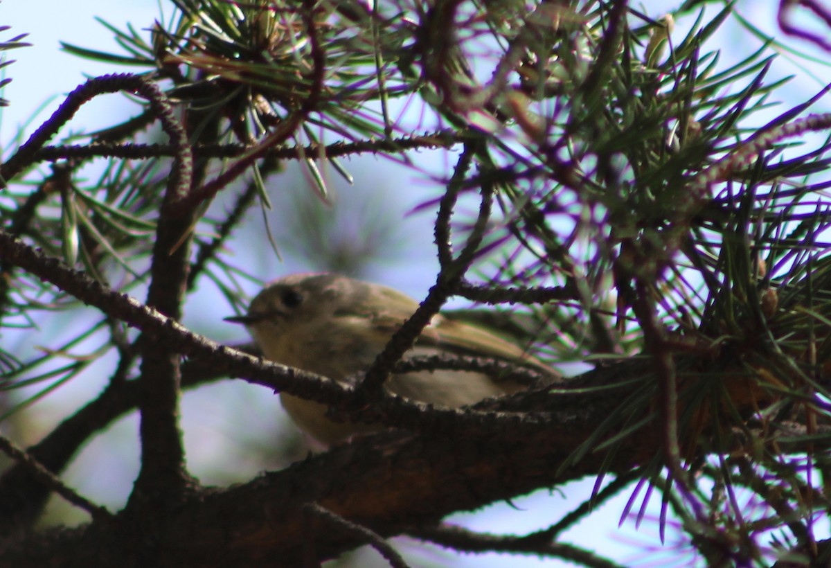 Ruby-crowned Kinglet - lydia Harrisson