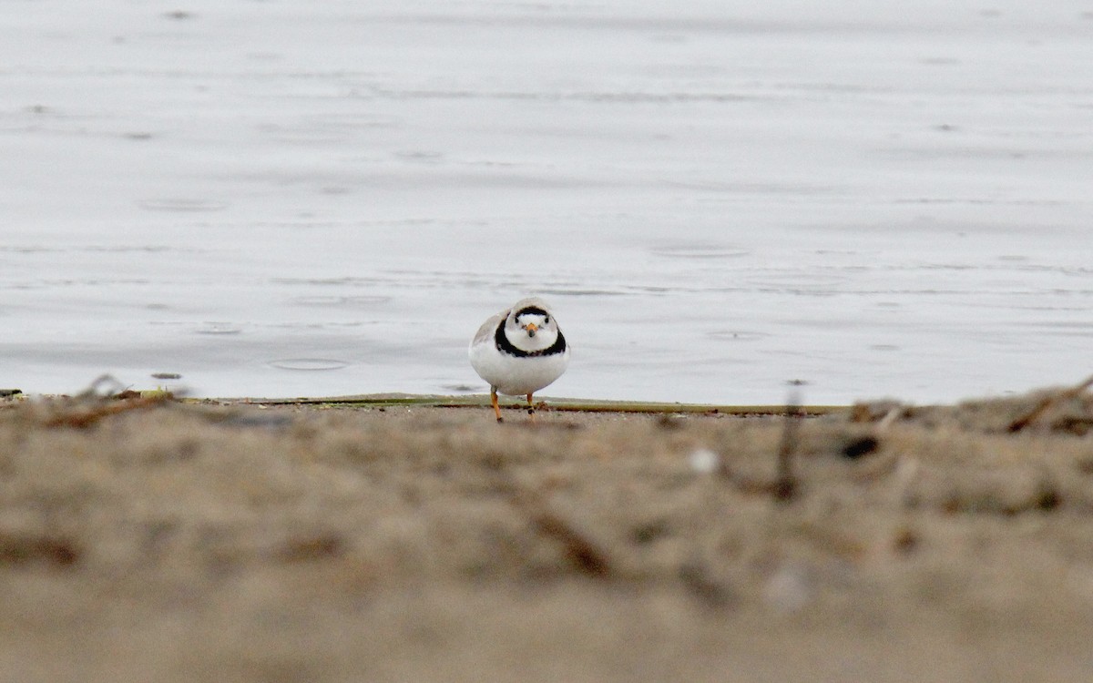 Piping Plover - Clifford Rostek