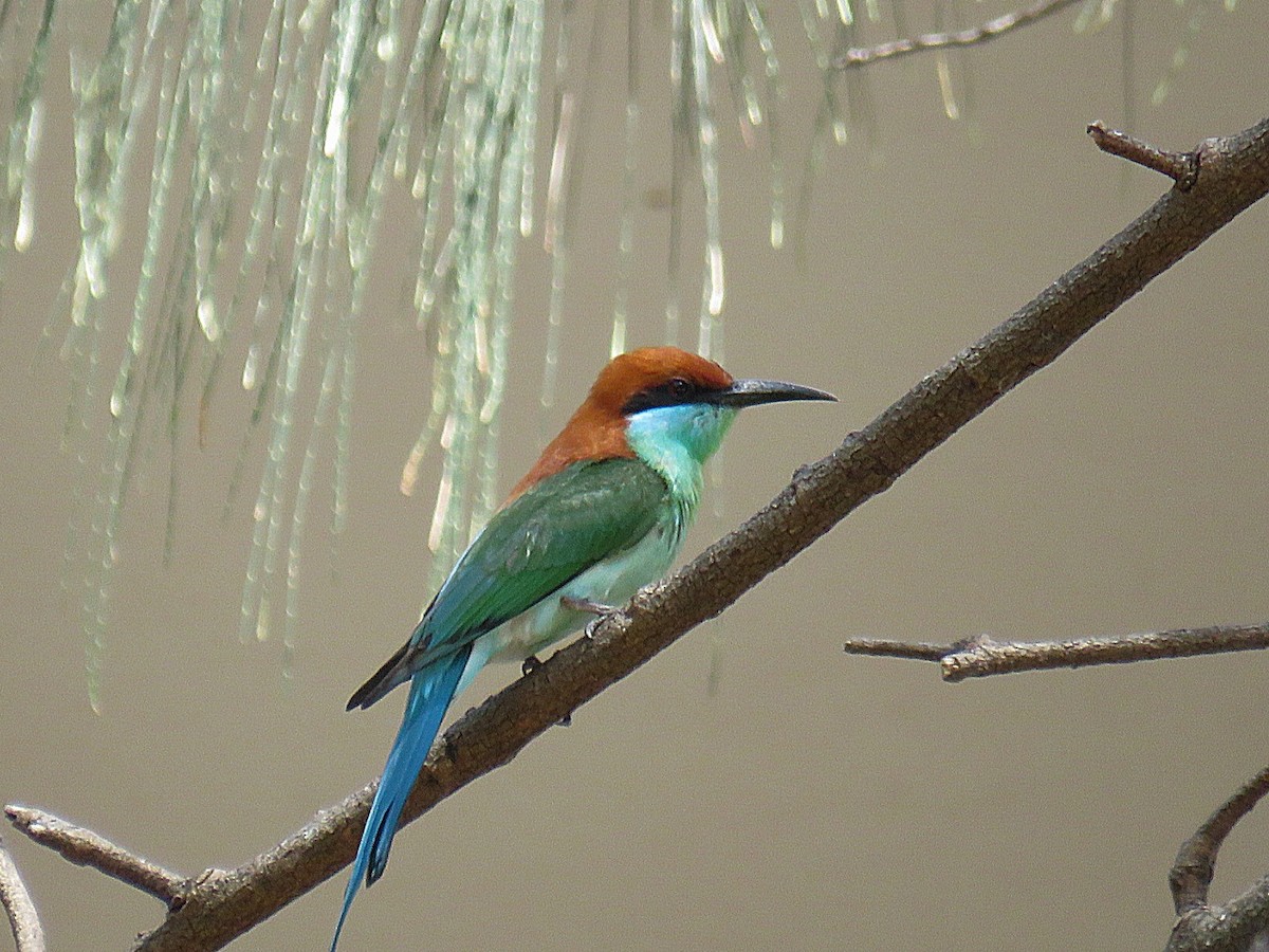 Rufous-crowned Bee-eater - ML618903885