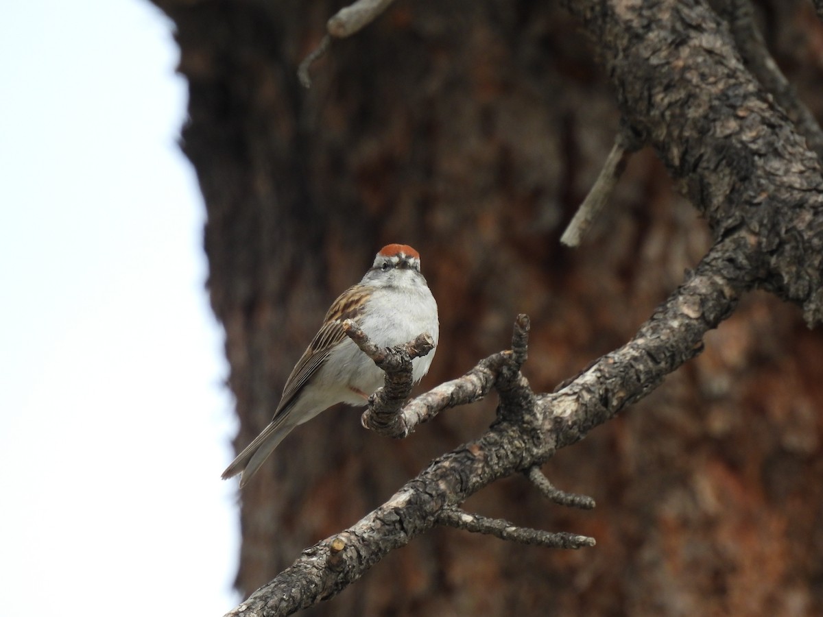 Chipping Sparrow - ML618903907