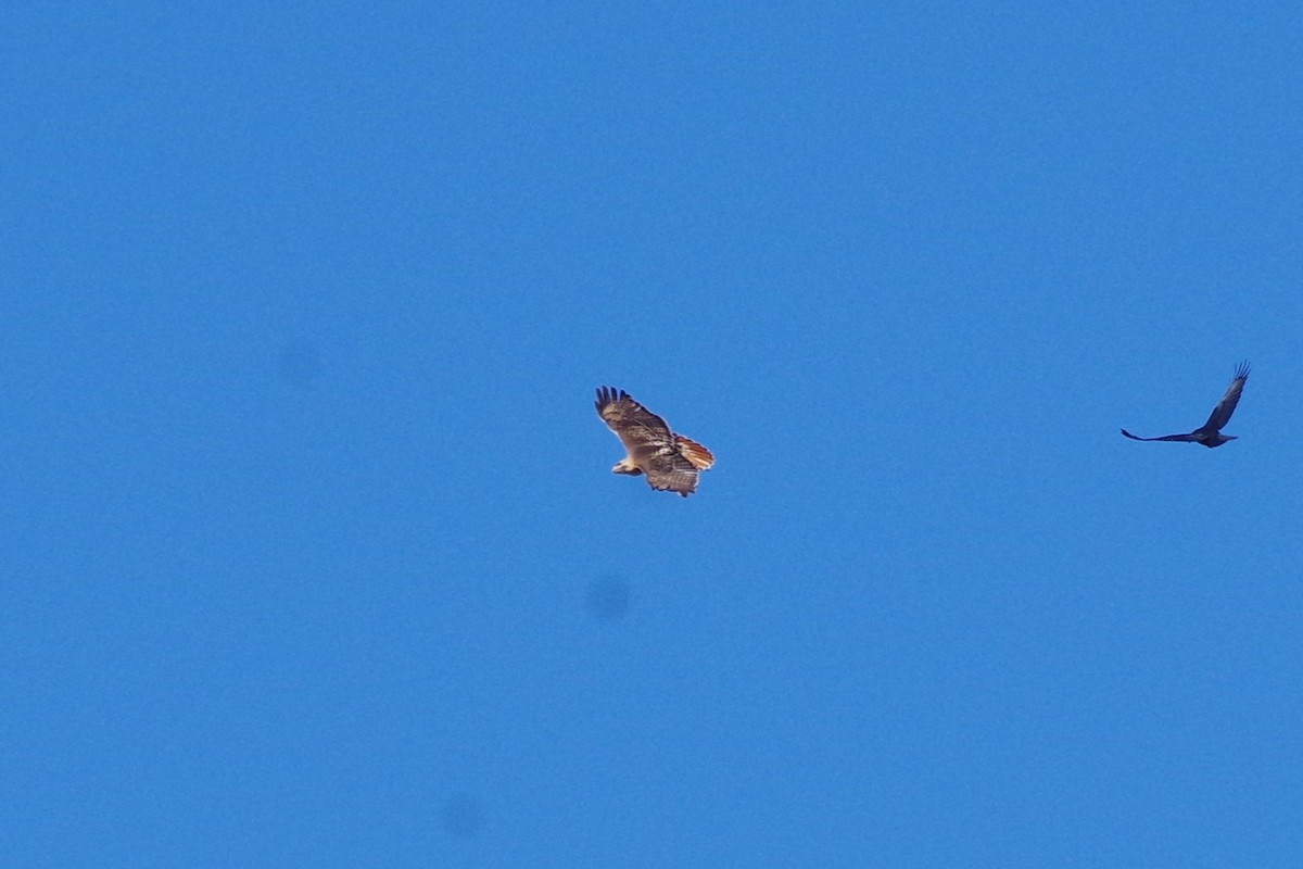 Red-tailed Hawk (borealis) - ML618903923