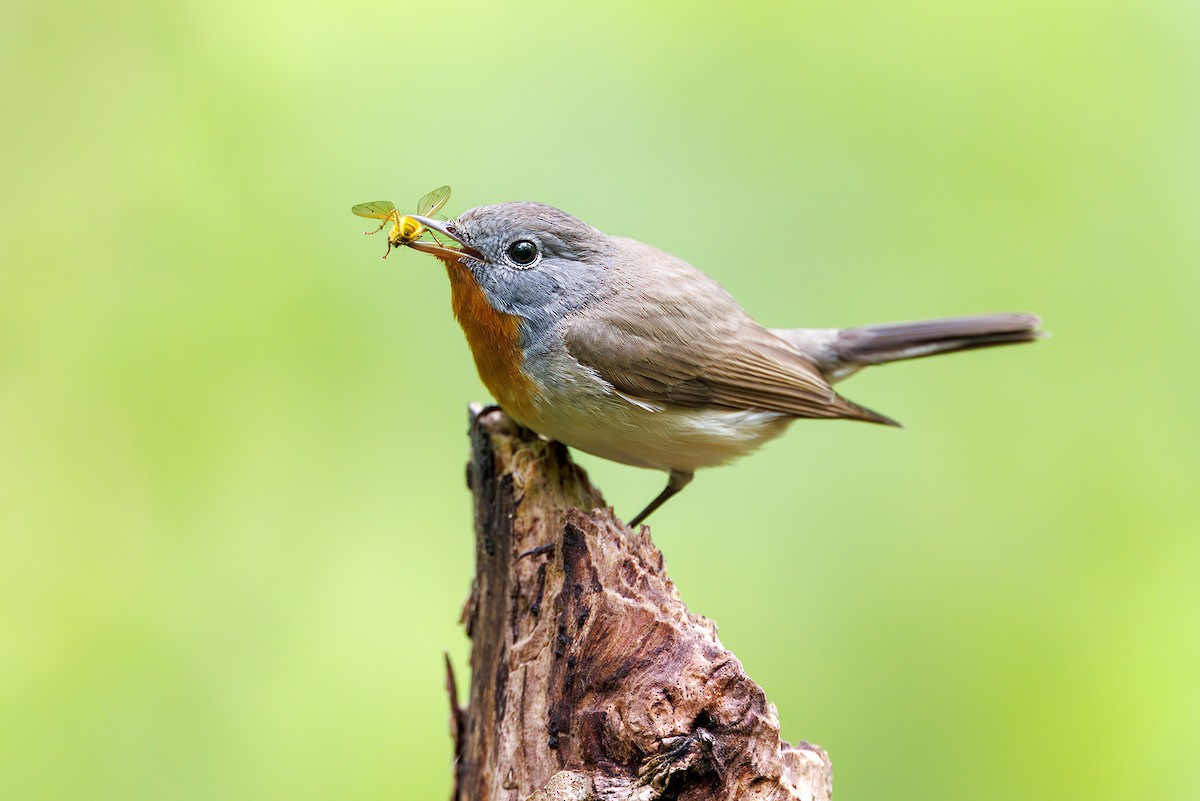 Red-breasted Flycatcher - ML618903929