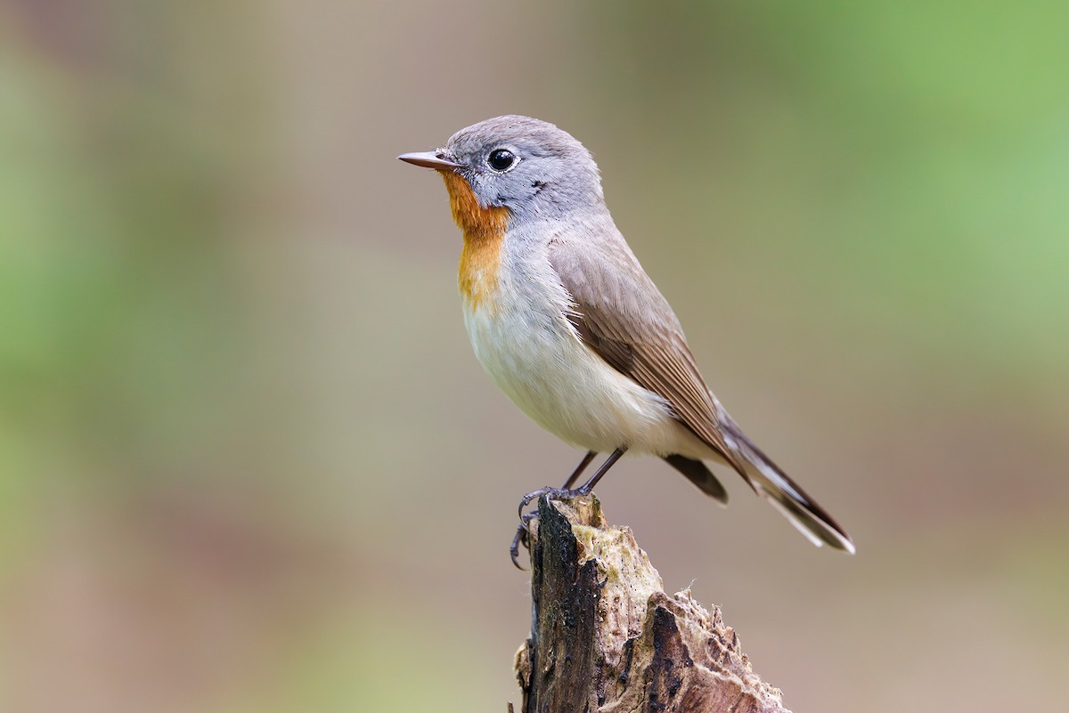 Red-breasted Flycatcher - ML618903930