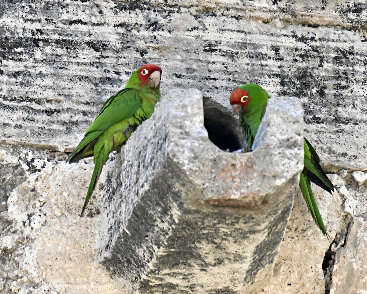 Guayaquil Papağanı - ML618903932
