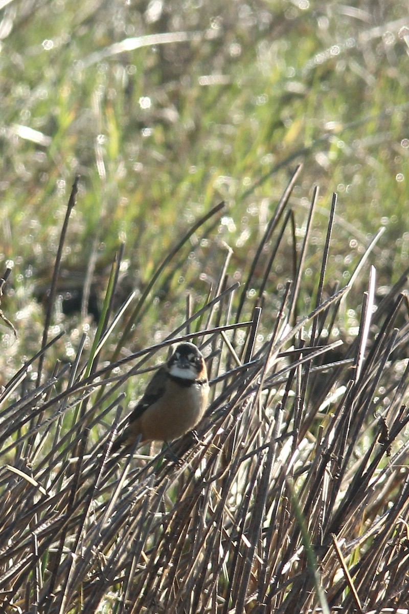 Rusty-collared Seedeater - ML618903934