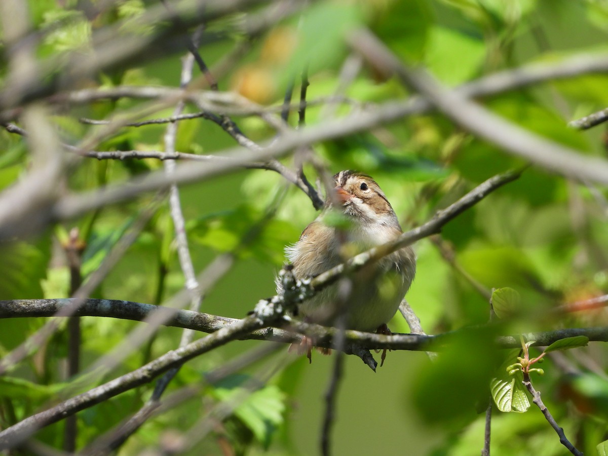 Clay-colored Sparrow - ML618903944