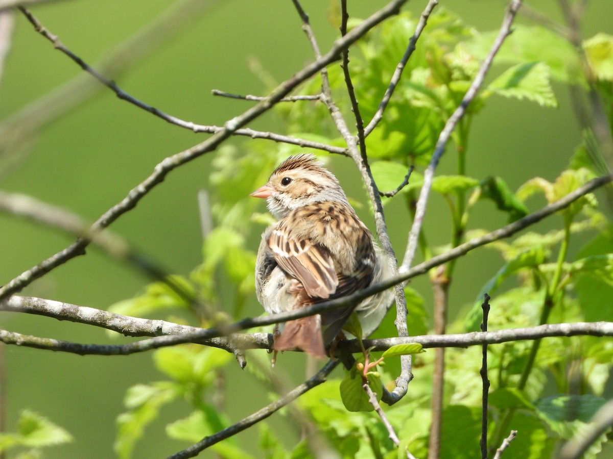 Clay-colored Sparrow - ML618903948