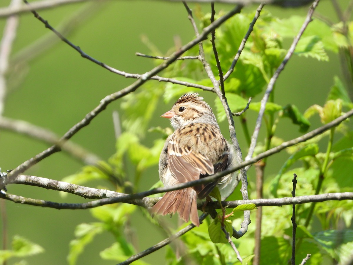 Clay-colored Sparrow - ML618903949