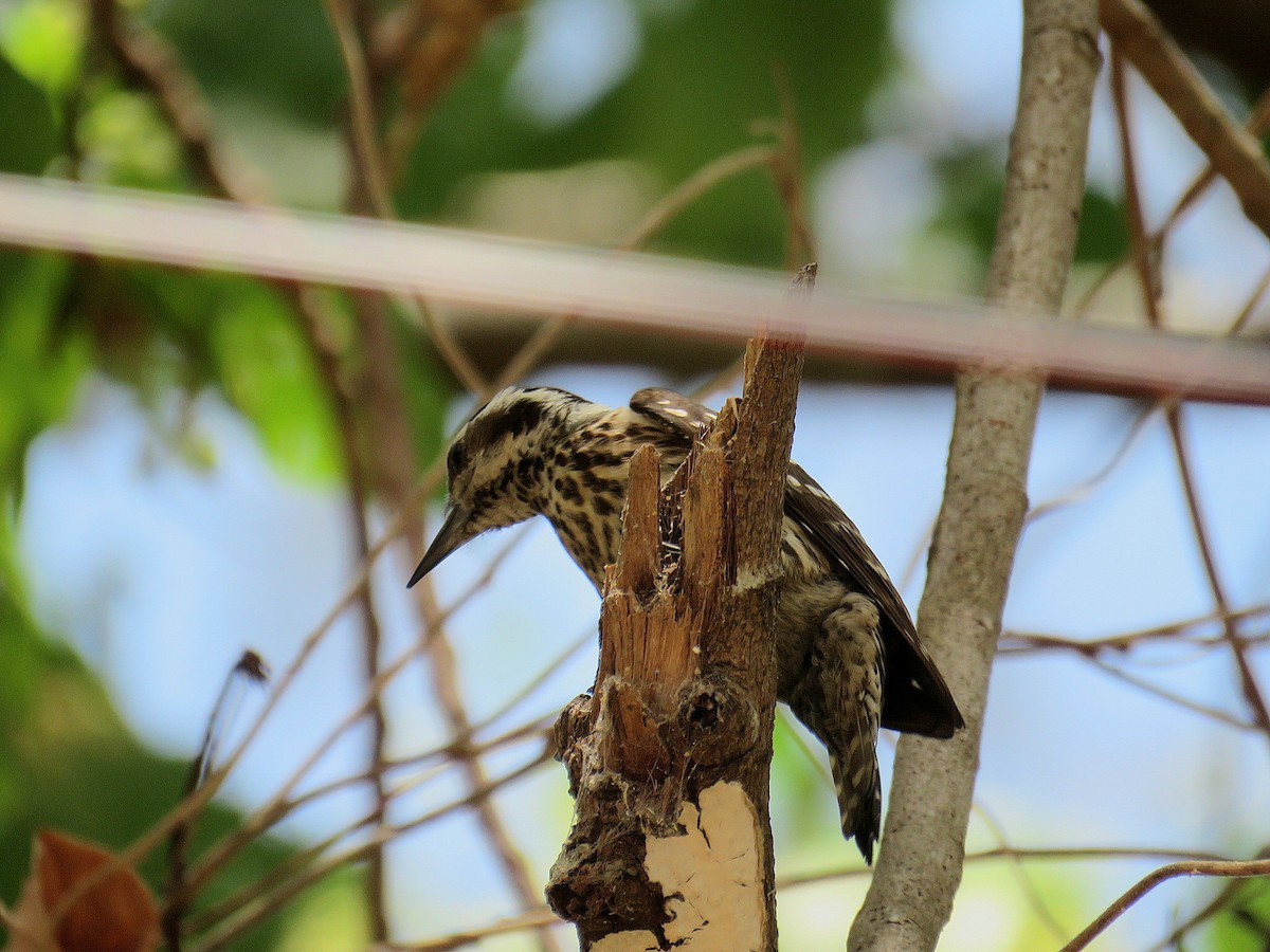 Philippine Pygmy Woodpecker - ML618903982