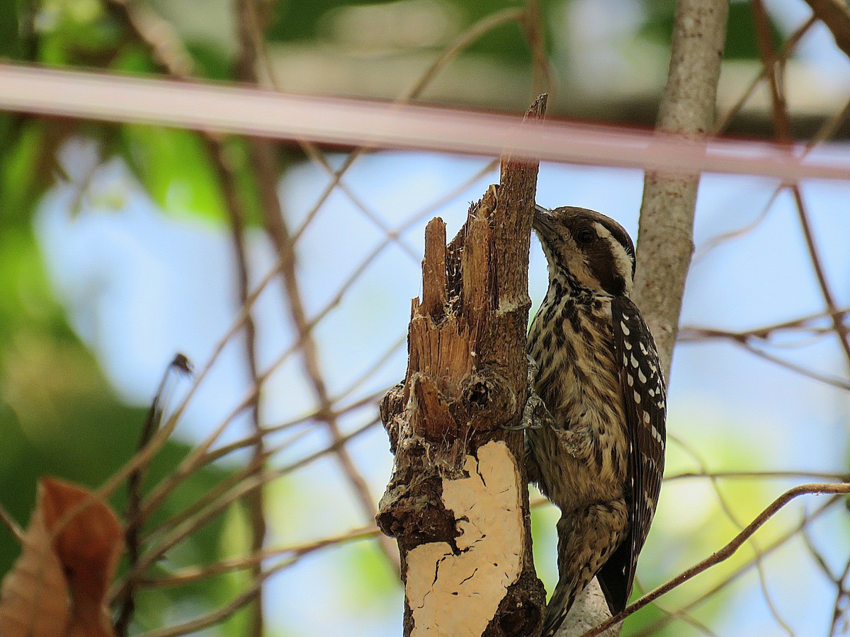 Philippine Pygmy Woodpecker - Breyden Beeke