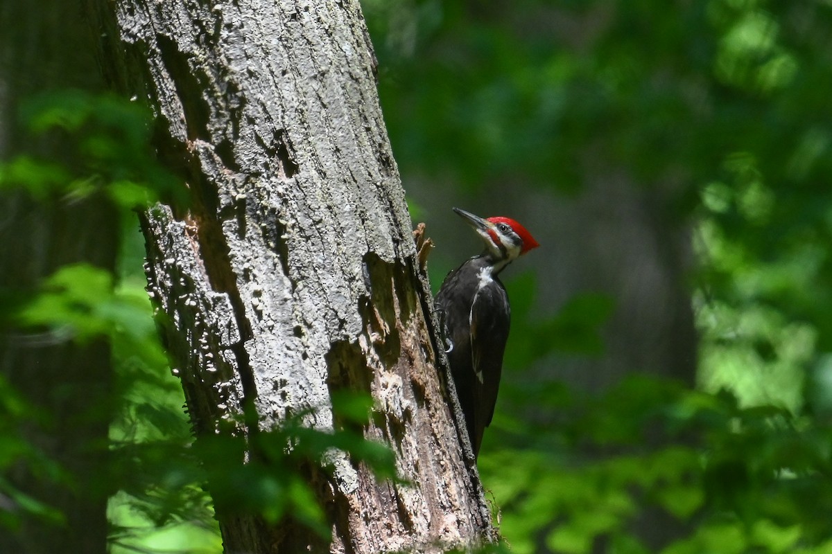 Pileated Woodpecker - ML618904007