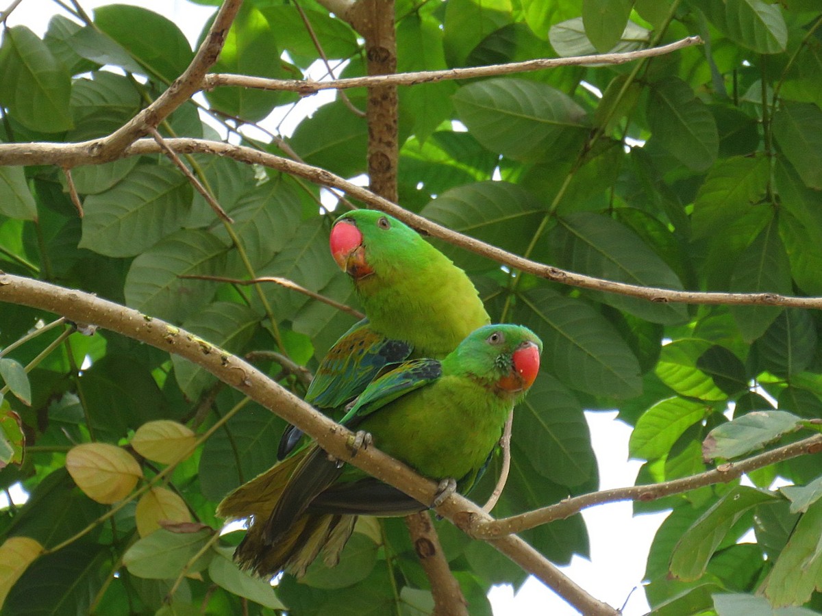 Blue-naped Parrot - Breyden Beeke