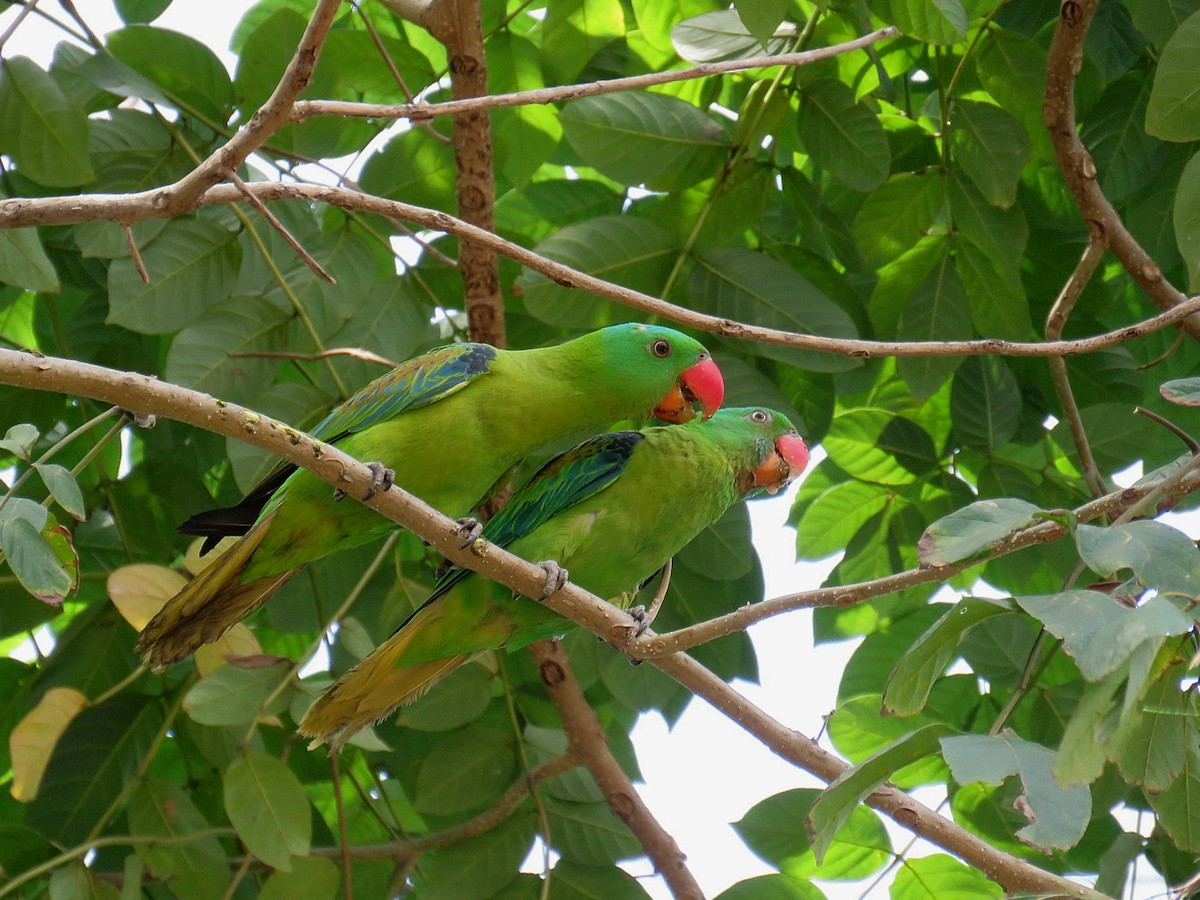 Blue-naped Parrot - Breyden Beeke